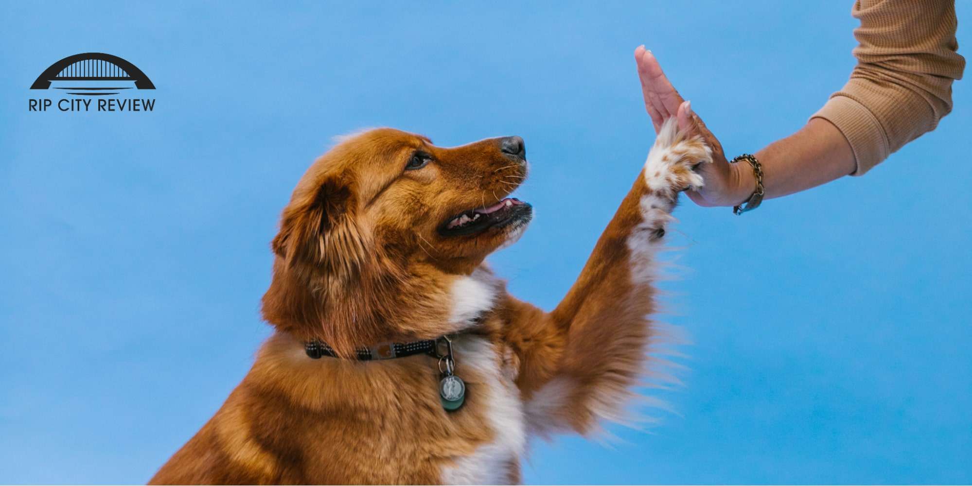 Top 5 Dog Training Services in Portland