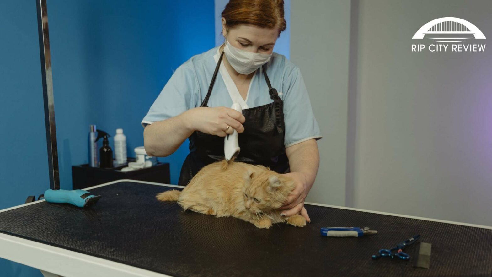 Rating The Top 5 Cat Grooming Places in Portland [2026]