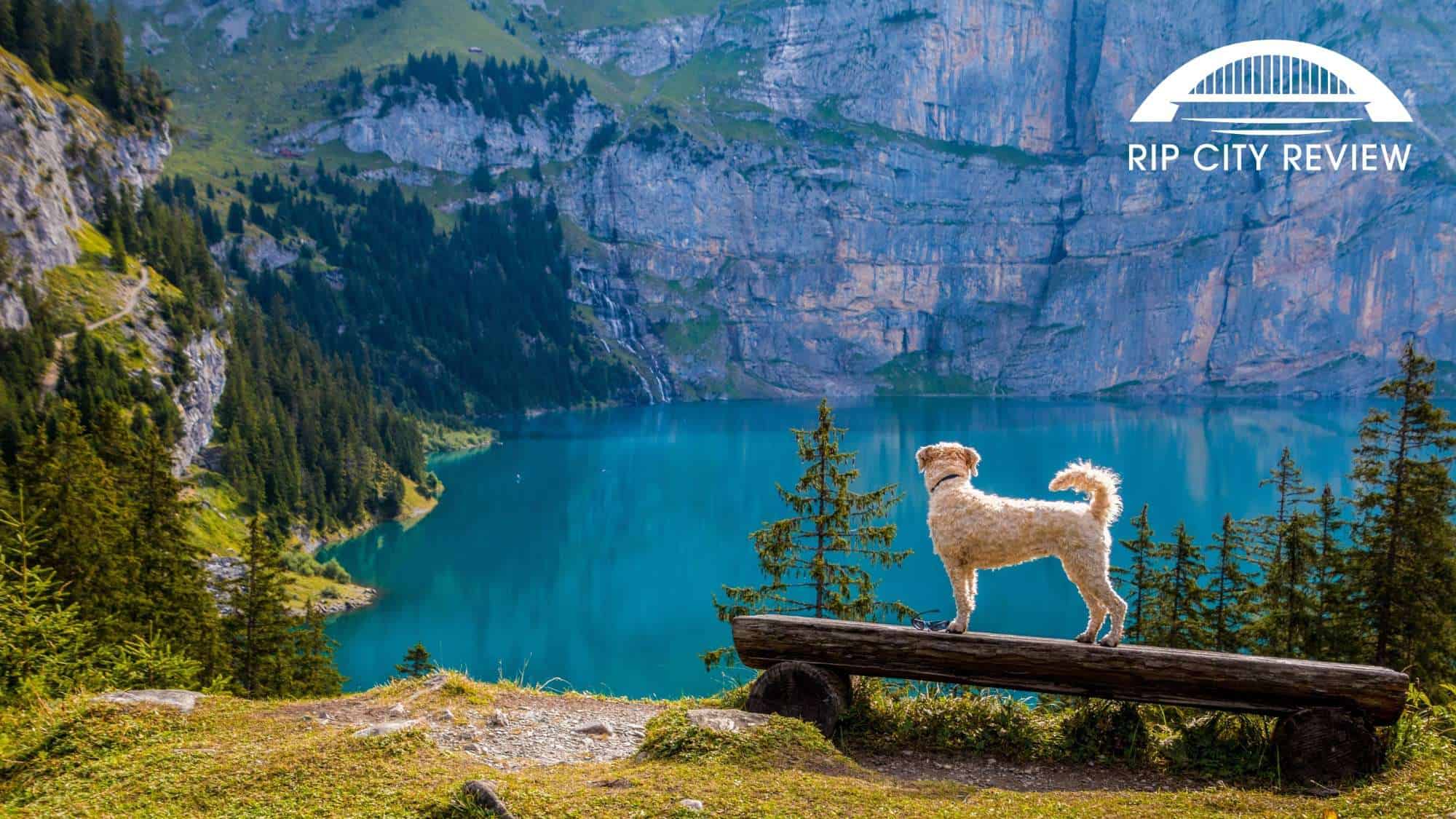 A Guide to Traveling with Your Dog in Portland