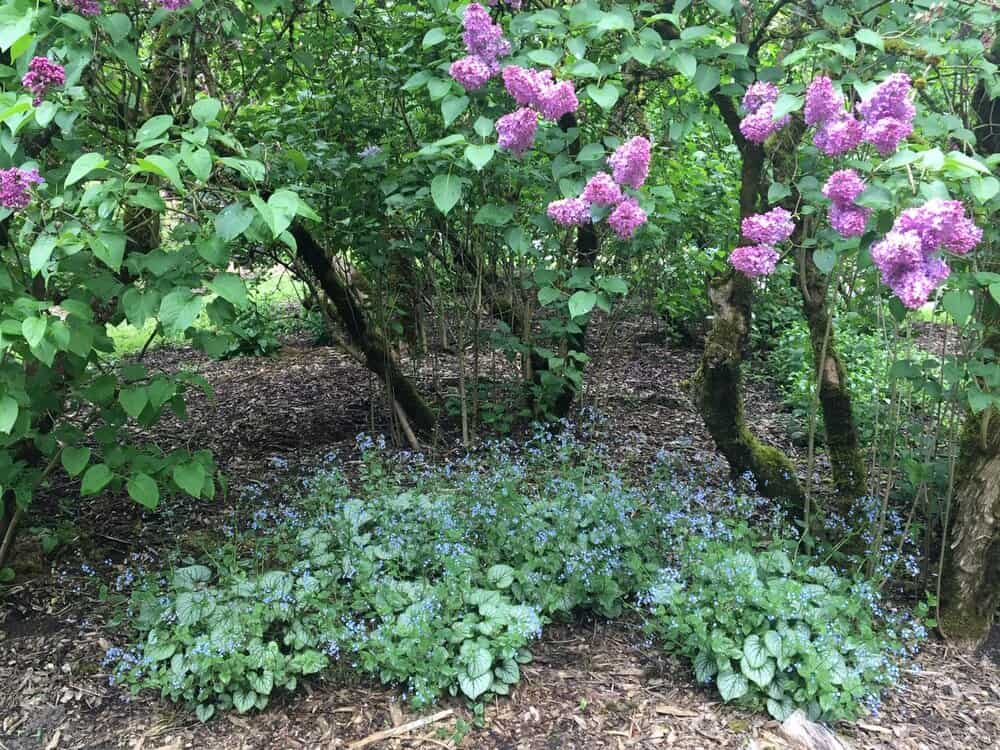 Duniway Park Lilac Garden