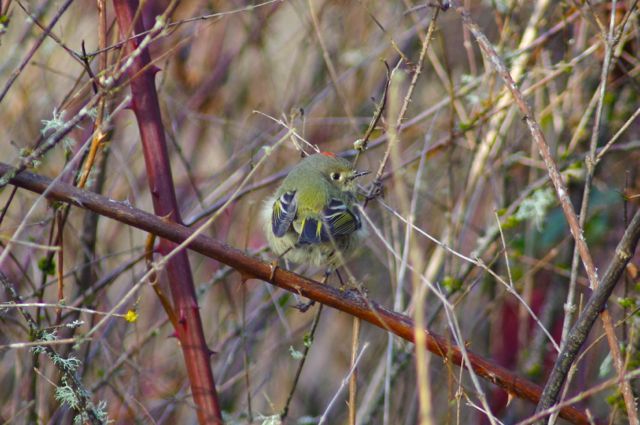 Oaks Bottom Wildlife Refuge