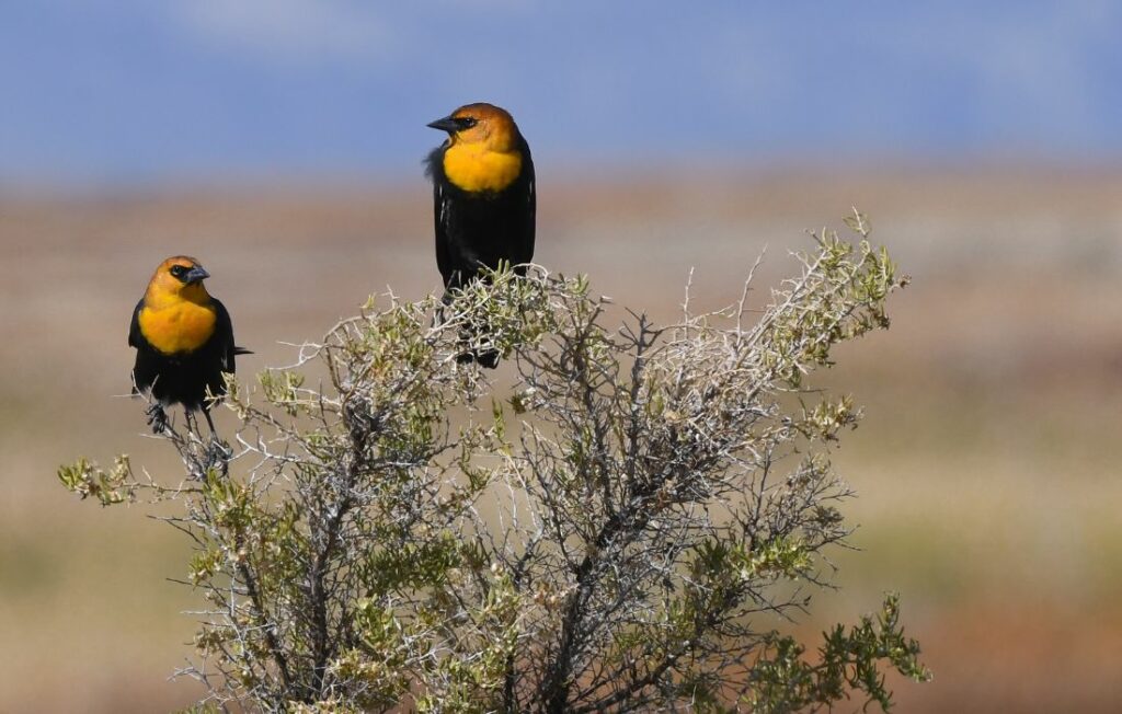 Portland Audubon Wildlife Sanctuary