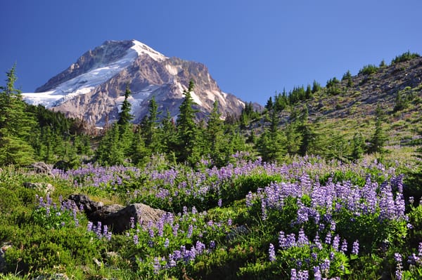 Restore wildlife with Oregon Wild