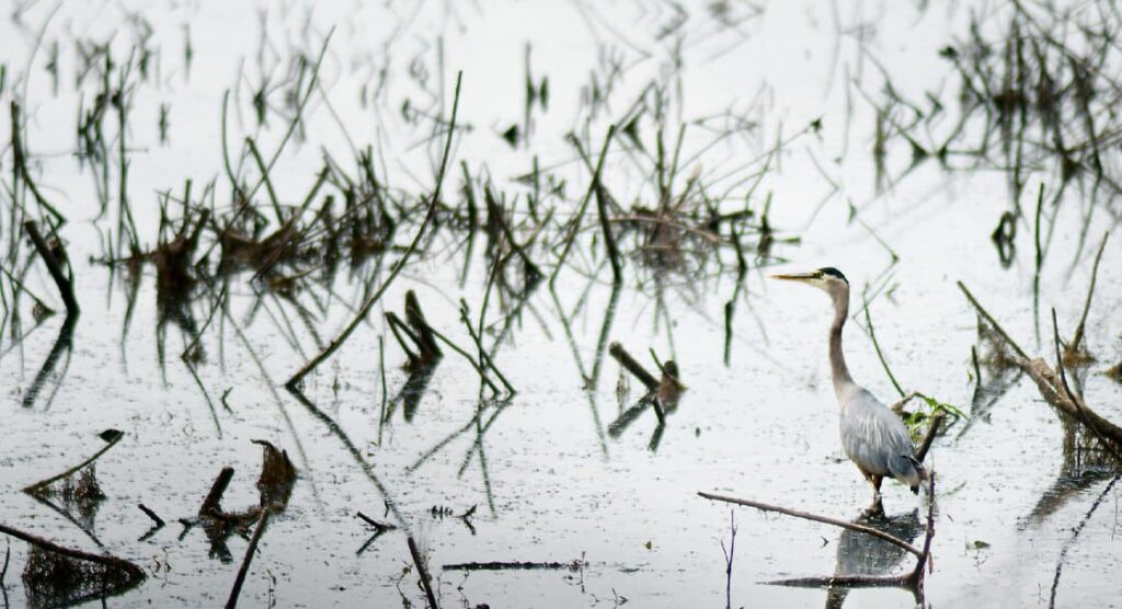 Smith and Bybee Wetlands Natural Area