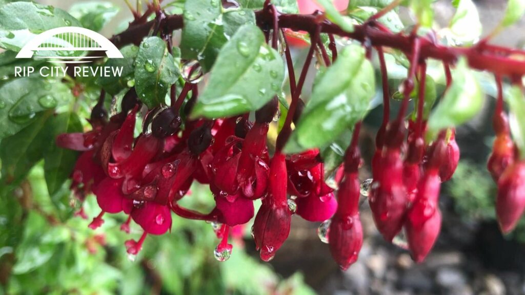 4. Join the Oregon Fuchsia Society