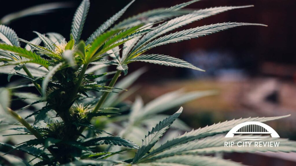 4. Replenish your weed stash at Nectar